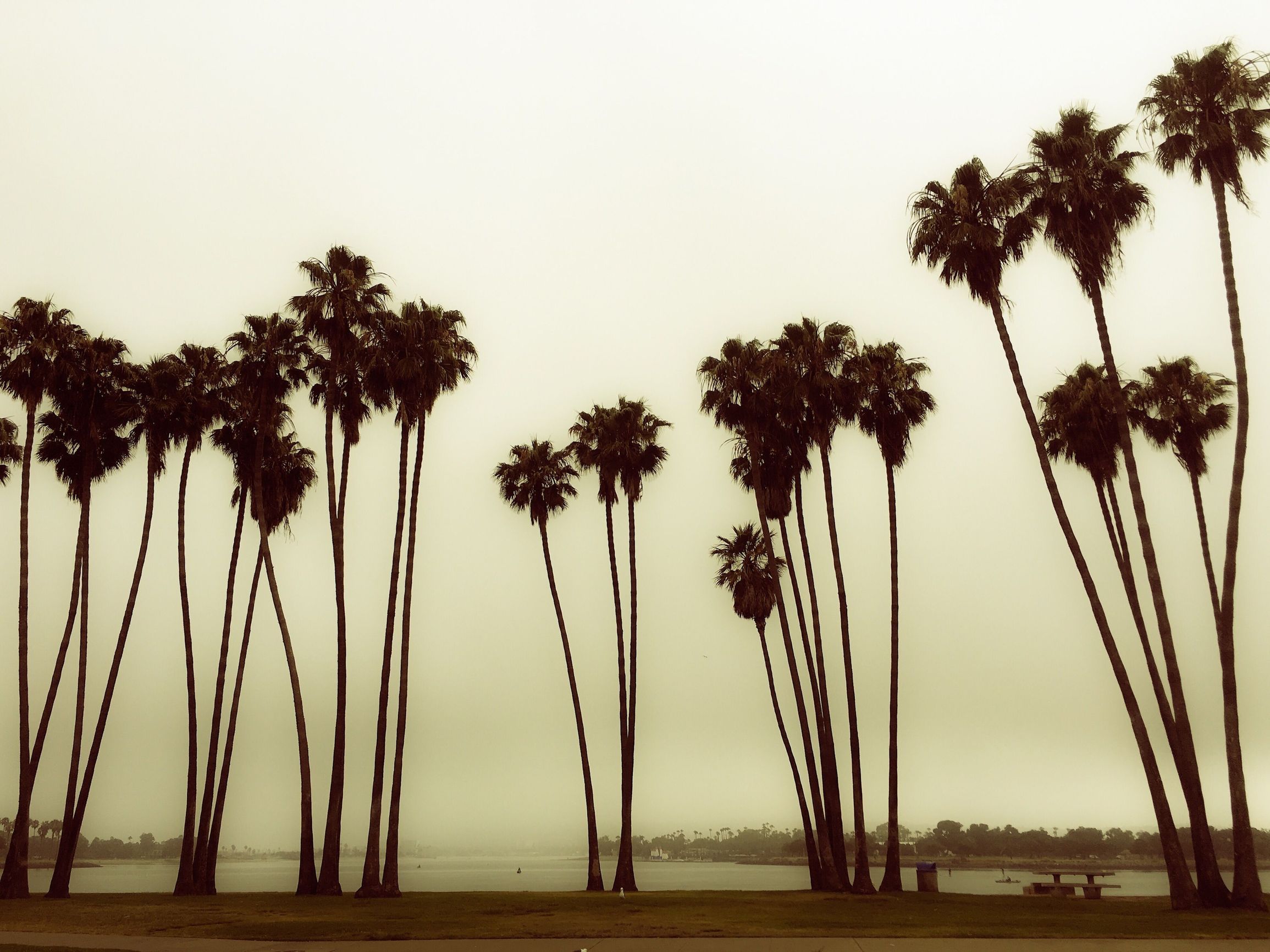 Palm trees line the coast